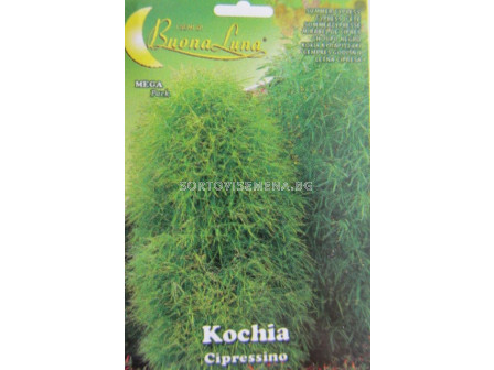 Семена Кохия