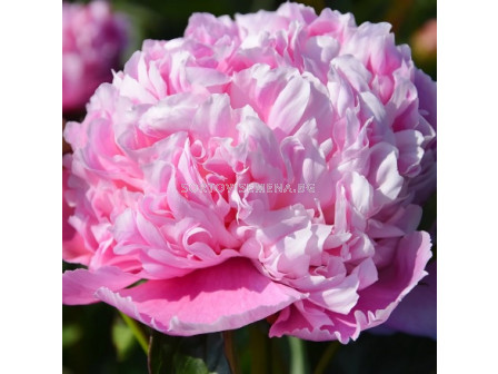 Божур/ LACTIFLORA PAEONIA Koningin Wilhelmina - 1 бр.