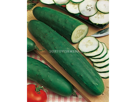 Семена краставици Prima Top`SG - cucumber Prima Top`SG