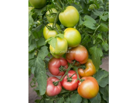 Семена Домати KS 311 F1 - Tomato KS 311 F1