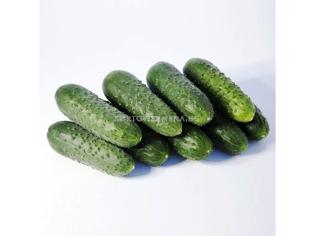 Семена Корнишони (Gherkins) KS 90 F1 