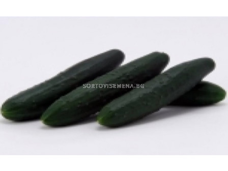 Семена краставици Кунг Фу/ Cucumber Kung Fu- Sakata -30 семена