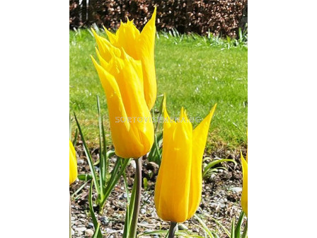 Лале /Tulip La Perla/ 11/12