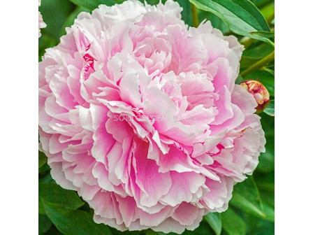 Божур/ LACTIFLORA PAEONIA Lady Alexandra Duff - 1 бр.