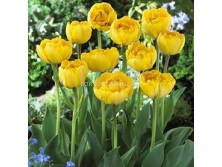 Лале (Tulip) Double Early Monte Carlo