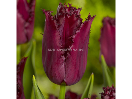 Лале (Tulip) Fringed Pacific Pearl 