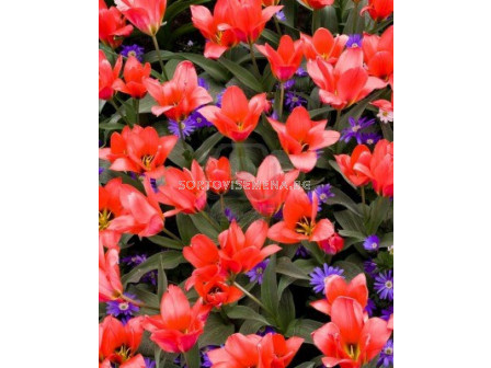 Лале (Tulip) Greigii Coral Satin (25 см) 