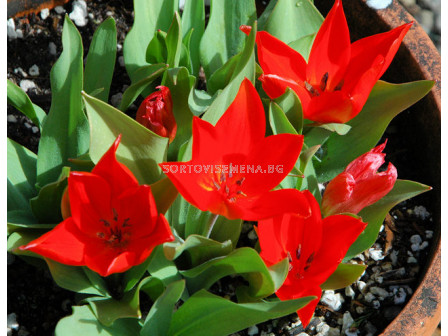 Лале (Tulip) Greigii Princess Charmante (25 см) 