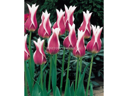 Лале (Tulip)  Lilyflowering Claudia 