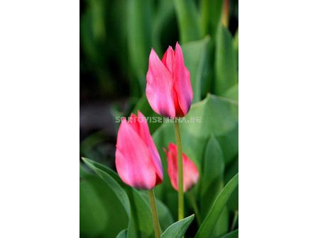 Лале (Tulip) Multiflora Toronto