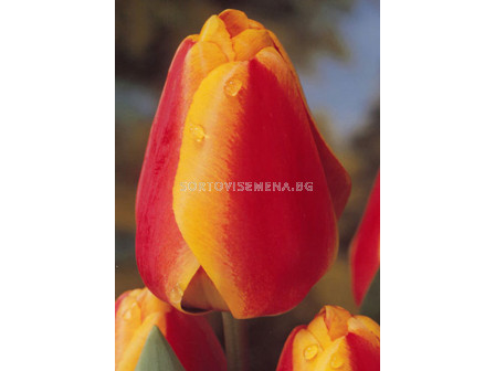 Лале (Tulip) Various Apeldoorn Elite 