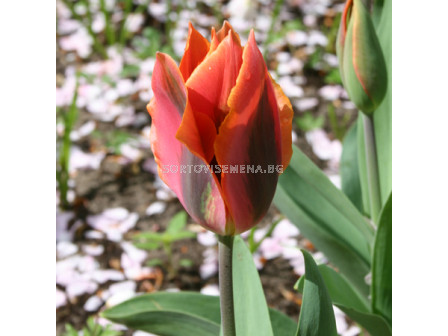 Лале (Tulip) Viridiflora Hollywood Star