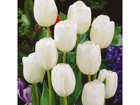 Лале White dream - Tulip White dream 