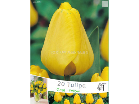 Лалета (Tulips) Geel - Yellow (20 луковици)