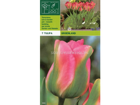 Лалета (Tulips) Groenland (7 луковици)