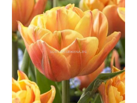 Лале (Tulip) Double Early Freeman