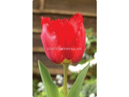 Лале (Tulip) Fringed Crystal Beauty