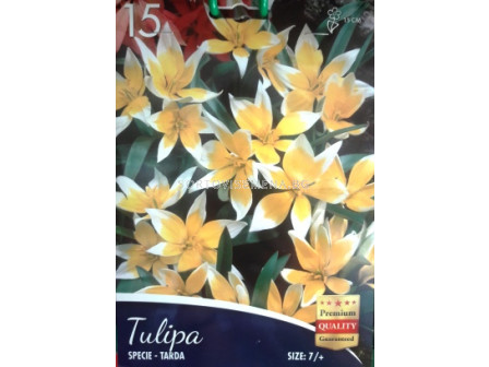 Лале Specie - Tarda -Tulip Specie - Tarda