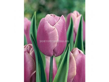 Лале (Tulip) Various Holland Beauty 