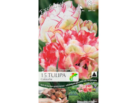 Лалета (Tulips) Cartouche (15 луковици) 