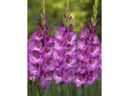 Гладиол/ Gladiolus large-flowered  'Lennon' 10/12 - 1 бр.