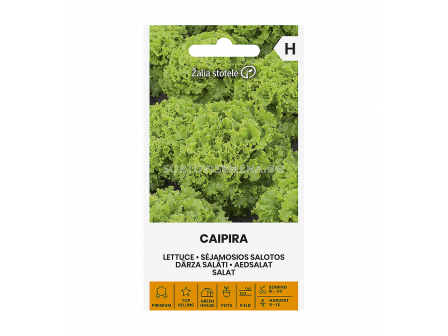 СЕМЕНА САЛАТА CAIPIRA, LETTUCE - 'SK - 20 семена