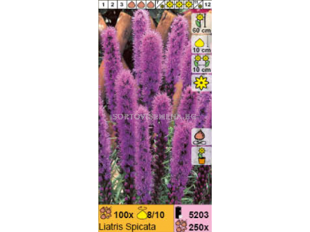 Лиатрис Spicata/  Liatris  - 1 брой