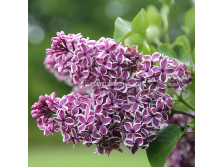 Люляк (Syringa Vulgaris Sensation)