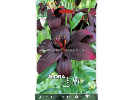 Лилиум азиатски / Flora Elite 'Packs' Lilium asiatic Royal Kiss/ 1 оп - 2 бр