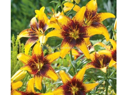 Лилиум жълто-кафяв/ Lilium asiatic  yellow/brown 14/16 - 1 бр