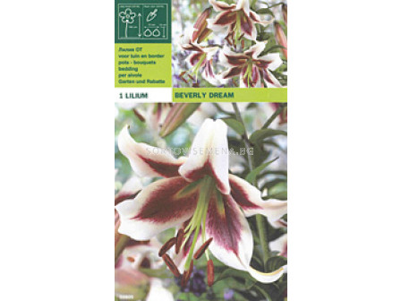 Лилиум (Lilium) Beverly Dream