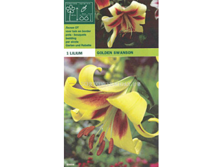 Лилиум (Lilium) Golden Swanson