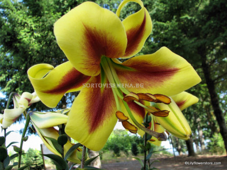 Лилиум хибрид (Lilium Hybrid) Golden Swanson