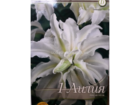 Лилиум Polar Star - Lilium Polar Star