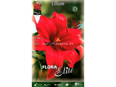 лилиум азиатски Червен - lilium asiatic Red