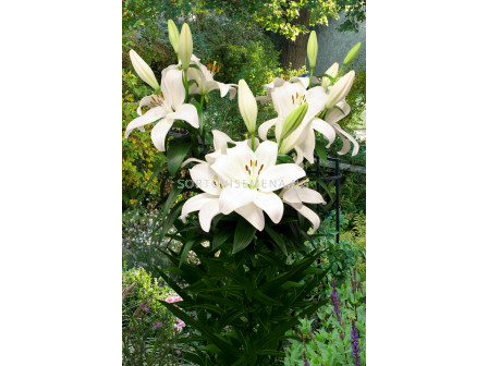 Лилиум  / Lilium la-hybrids 'Kent' / 1 бр