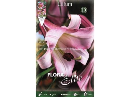 Лилиум Ориенталски (Lilium Oriental) Розов 