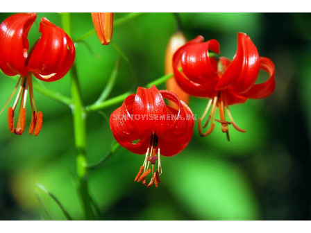 Лилиум  / Lilium species pumilum / 1 бр