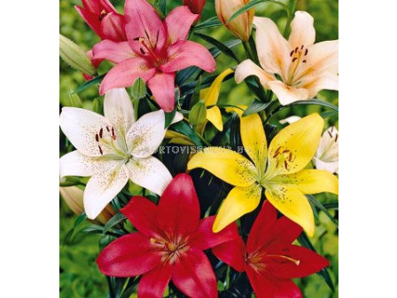 Лилиум (Lilium) Asiatic Микс