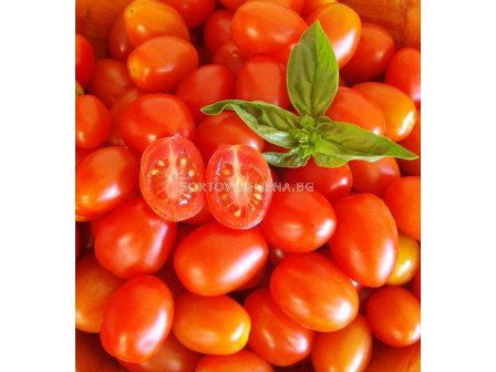 Семена чери домати LIPSO F1 ZKI - 1000 семена