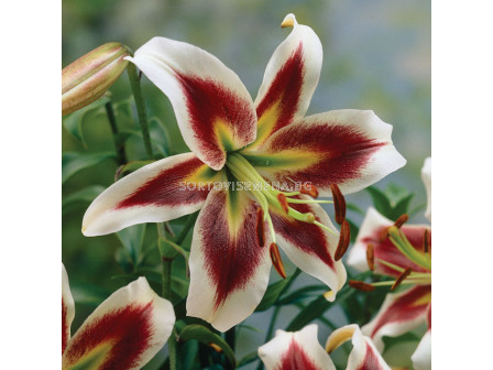 Лилиум хибрид (Lilium Hybrid) Robert Swanson