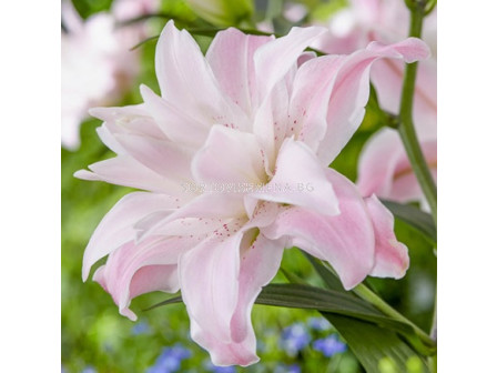 Лилиум (ориенталски) ORIENTAL LILIUM Lotus Queen 14/16 - 1 бр.