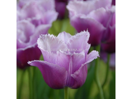 Лале/ Tulip fringed Louvre - 1 бр.