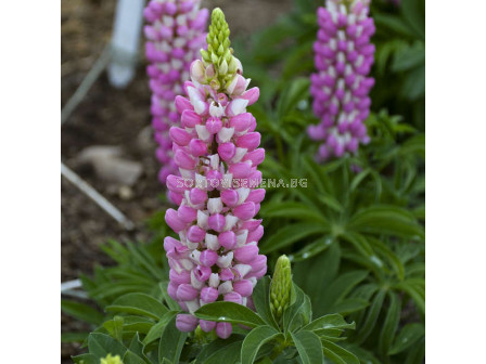 Лупина розова - Lupinus Pink - 2 бр.