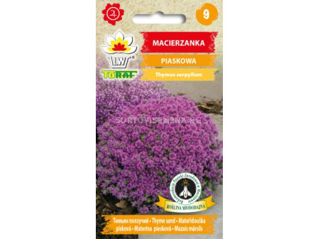 Семена пясъчна мащерка лилава / Macierzanka  purpurowa/ TF -1 оп