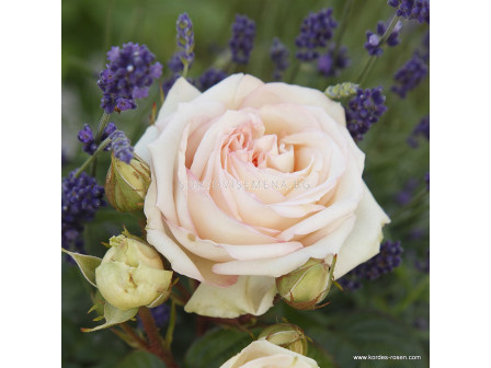 Роза Madame Anisette (хибридна чаена роза), серия Parfuma- Kordes -1 брой