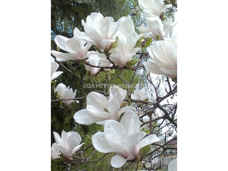 Магнолия (Magnolia X Soulangeana Alba Superba)– бяла
