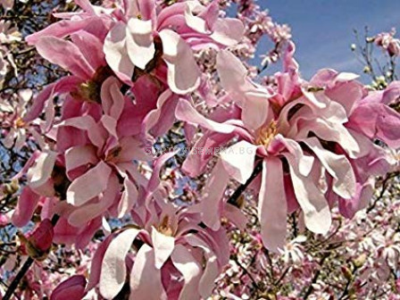 Магнолия (Magnolia X Loebneri Leonard Messel)	
