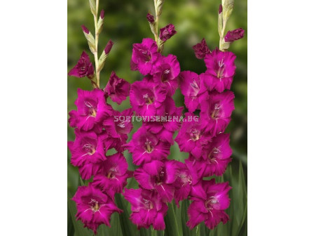 Гладиол/ Gladiolus large-flowered  'Mahler' 12/14 - 1 бр.