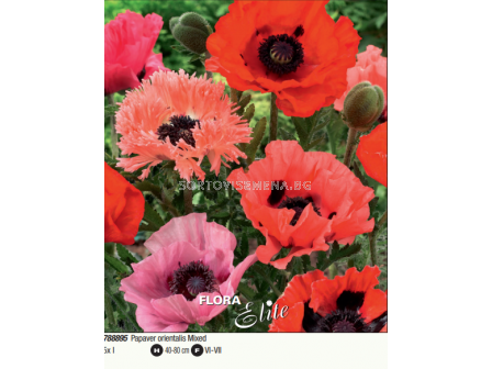 Ориенталски мак микс/ Papaver orientalis mixed - 5 броя